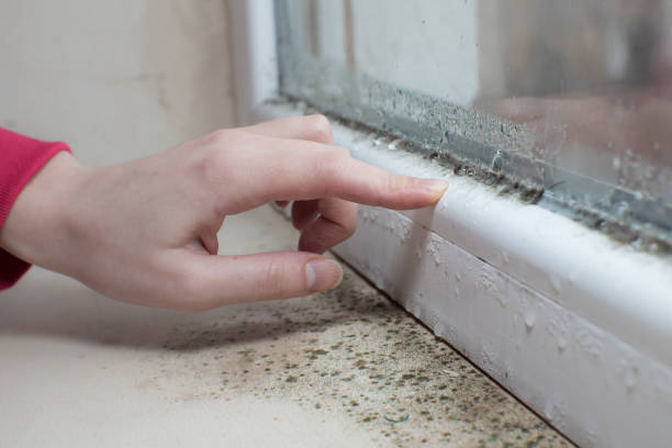Best Post-Construction Mold Inspection  in Stamford, TX