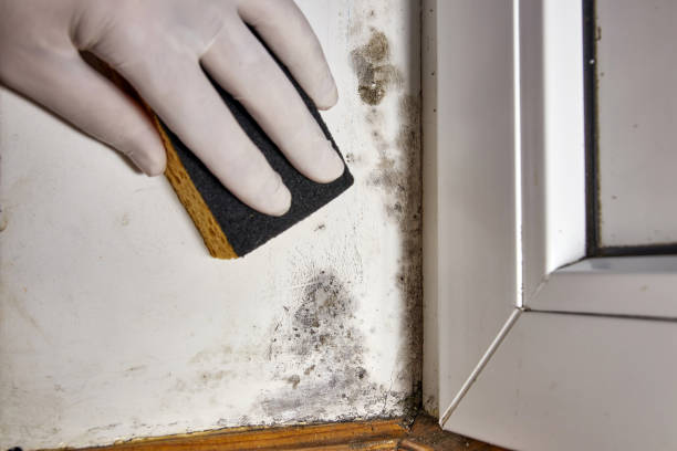 Best HVAC Mold Inspection and Cleaning  in Stamford, TX